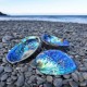 Nacre abalone, haliotis, paua shell sur ART des ILES