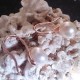 Boucles d'oreilles perle blanche akoya 8 mm