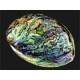 Coquillage naturel en nacre abalone | Ormeau Paua Shell Pacifique | ART des ILES