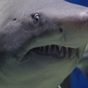Dent de requin pointe centrée