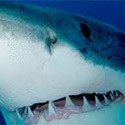 Dent de requin tigre